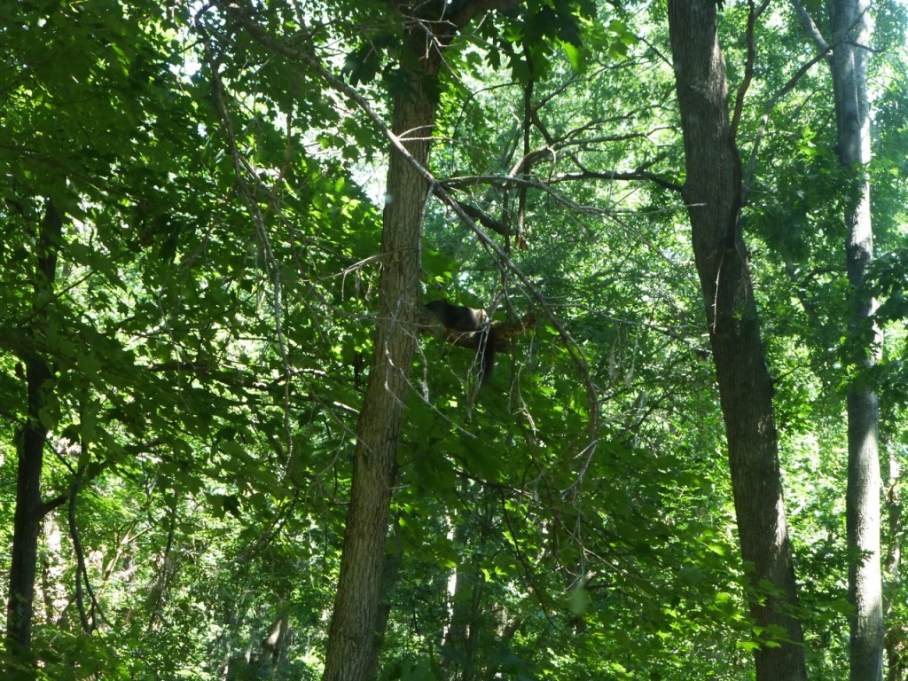 Black Squirrel