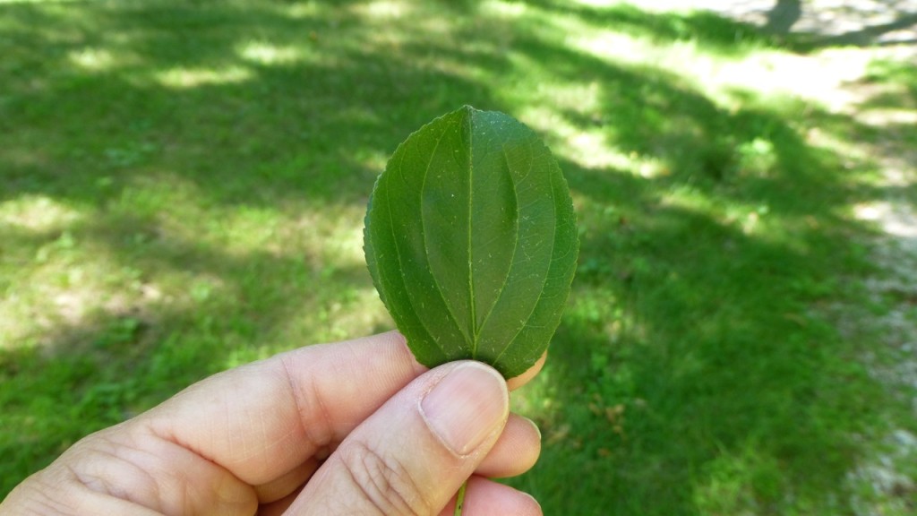Buckthorn Leaf