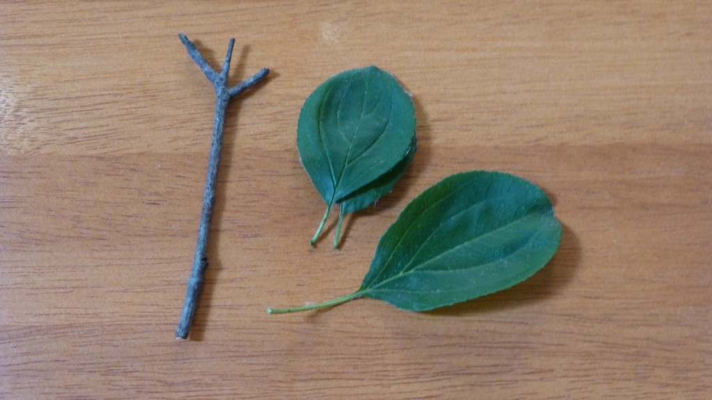 Buckthorn Leaves