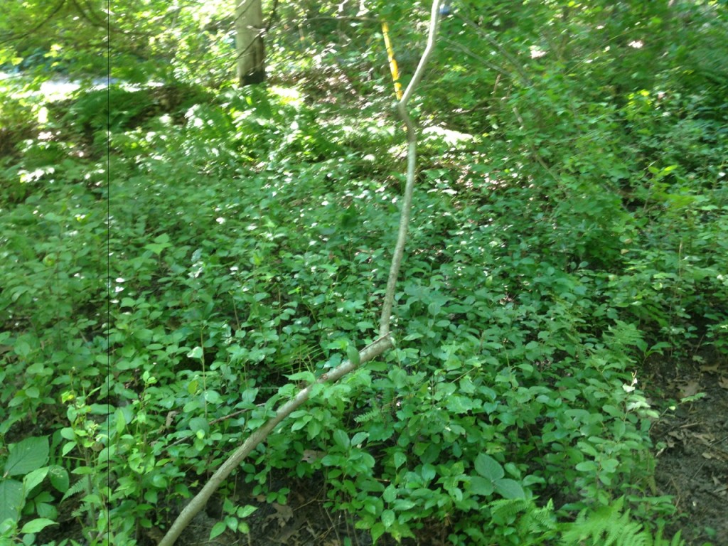 Field of Buckthorn