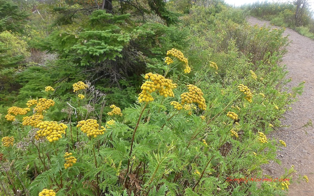 Flowers, Two Harbors, MN