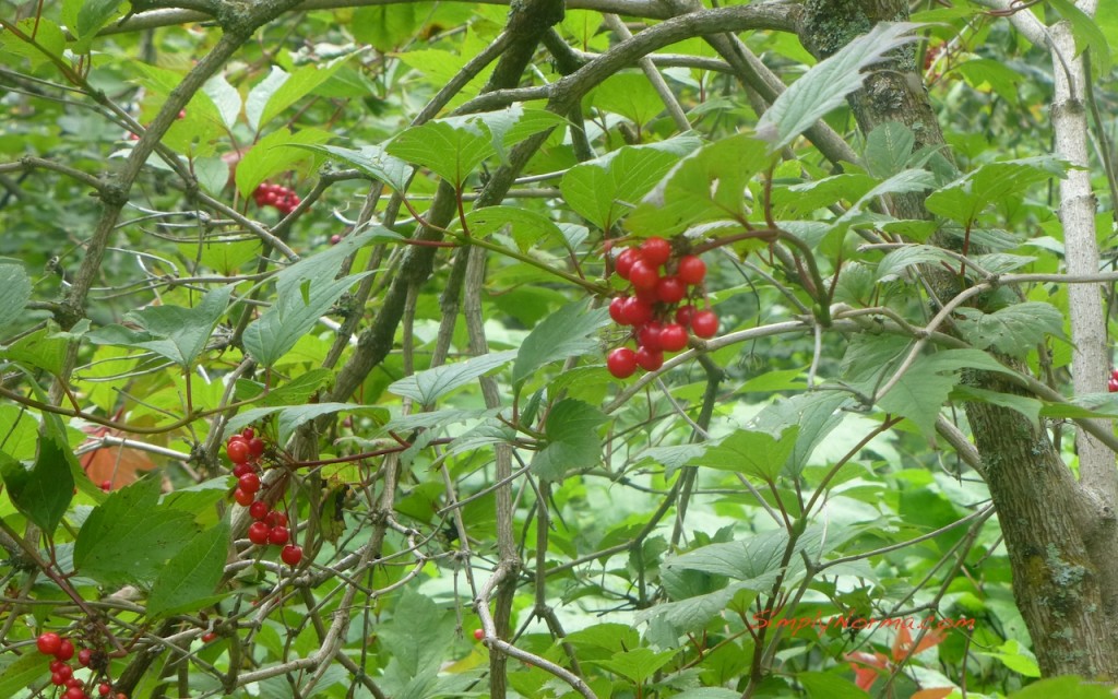 Gooseberry Bush