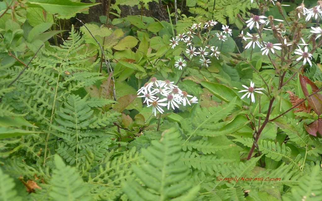 Northshore Scenic Overlook Trail