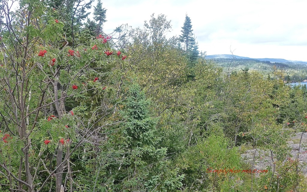 Palisade Head