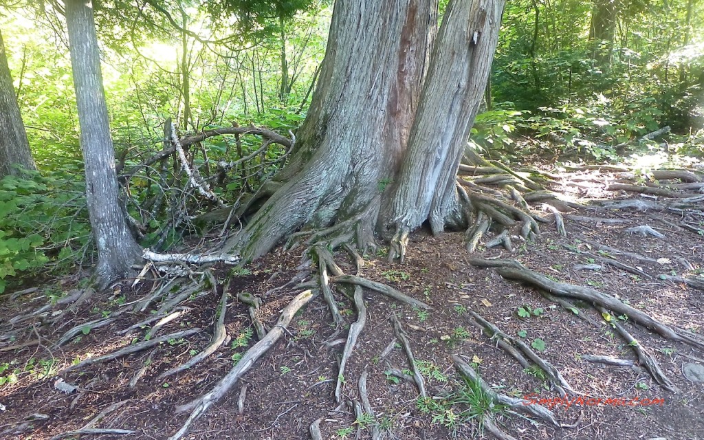 Oberg Trail Loop