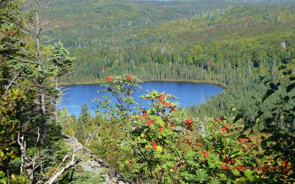 View on the Oberg Loop Trail