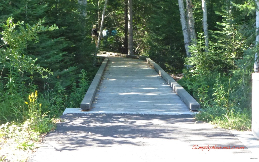 Trail to High Falls, Pigeon River