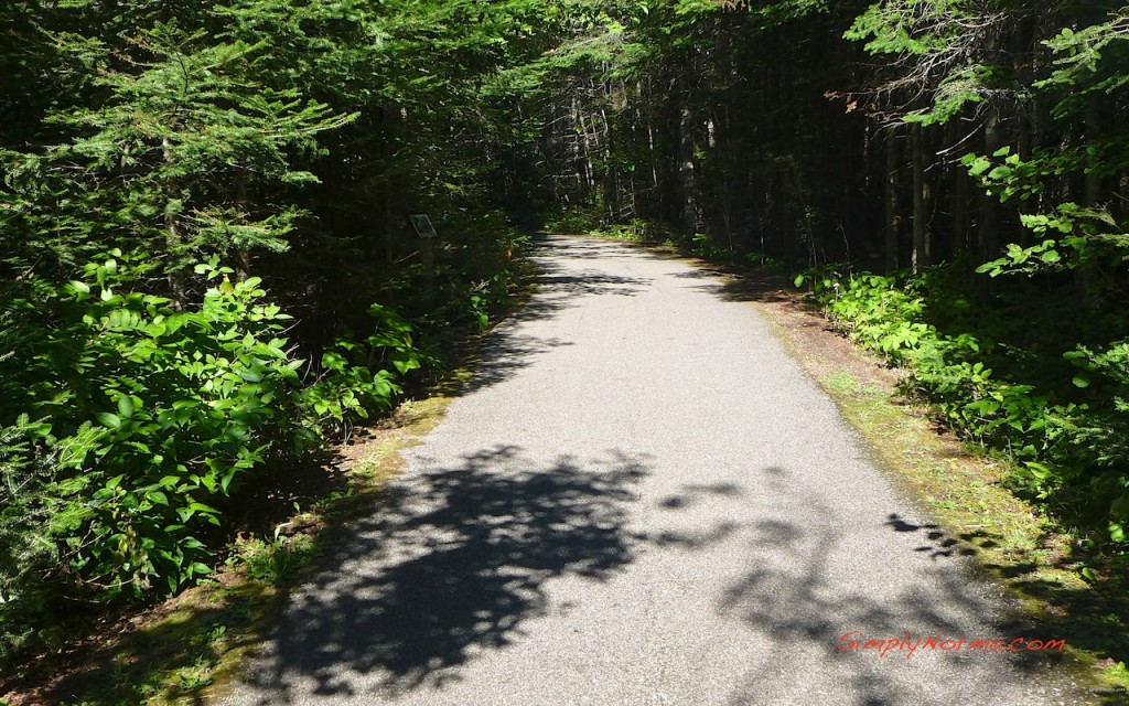 Trail to High Falls, Pigeon River