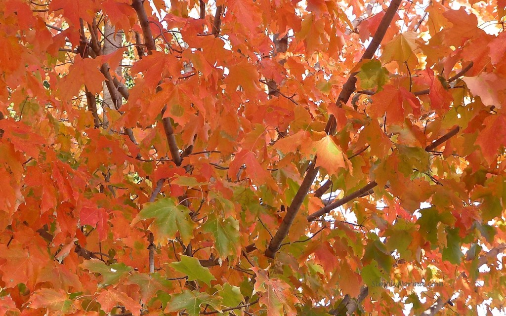2012 Autumn Colors