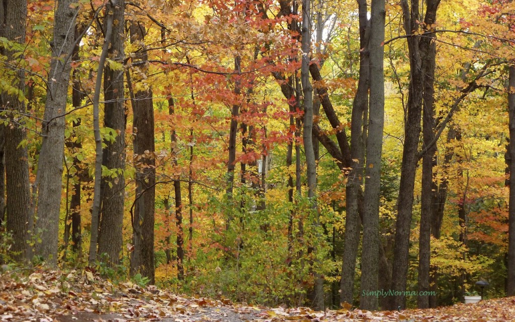 2012 Autumn Colors