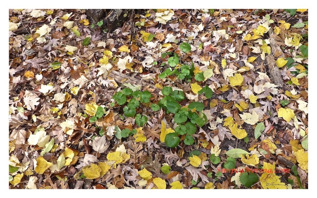 First Year Garlic Mustard Plant