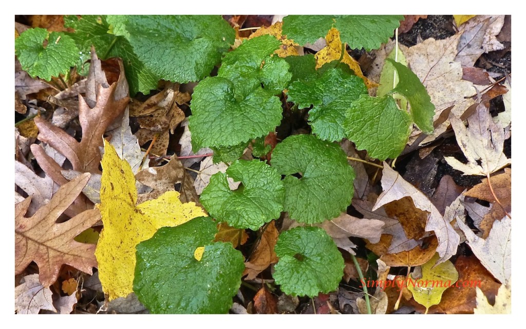 First Year Garlic Mustard Plant