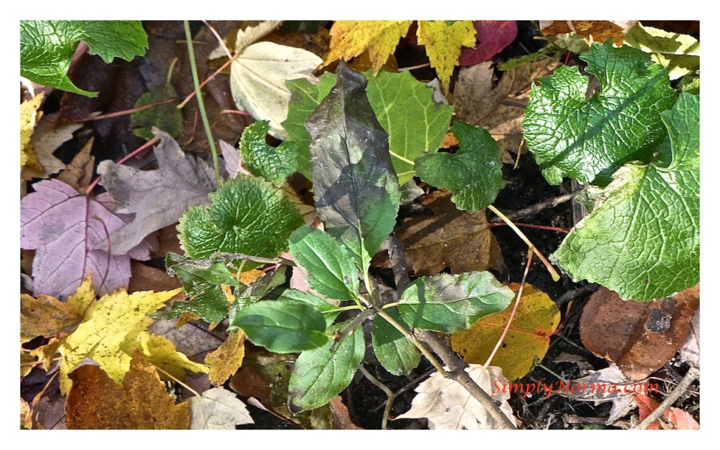 Young Buckthorn Plant