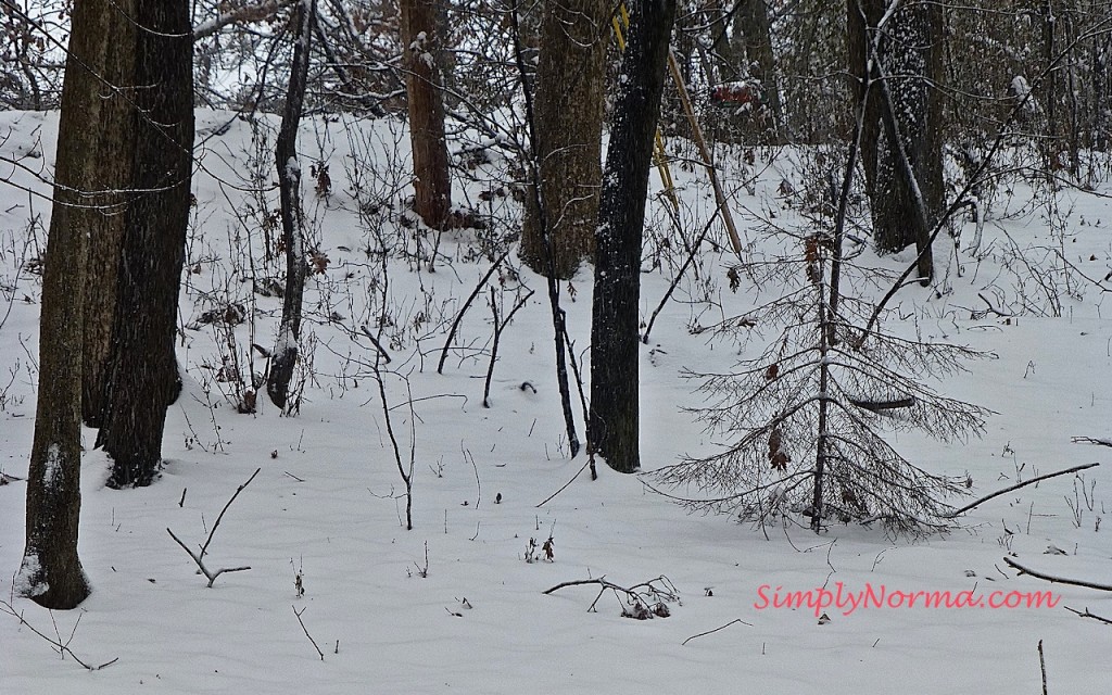 Winter in Minnesota