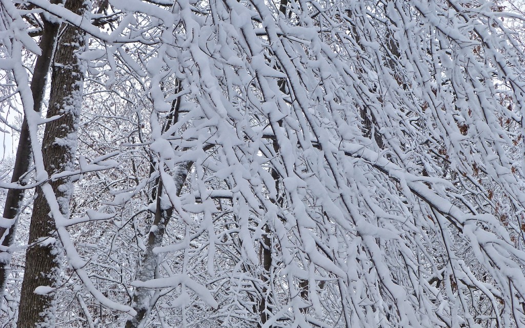 Snow Laden Trees, Minnesota