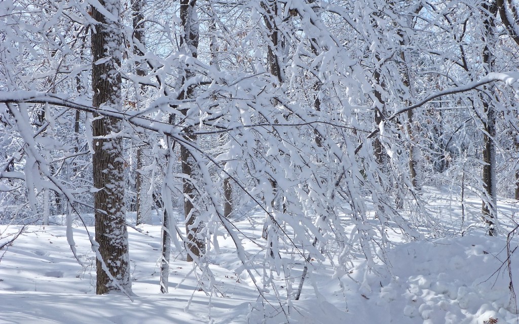 Snow Laden Trees, Minnesota