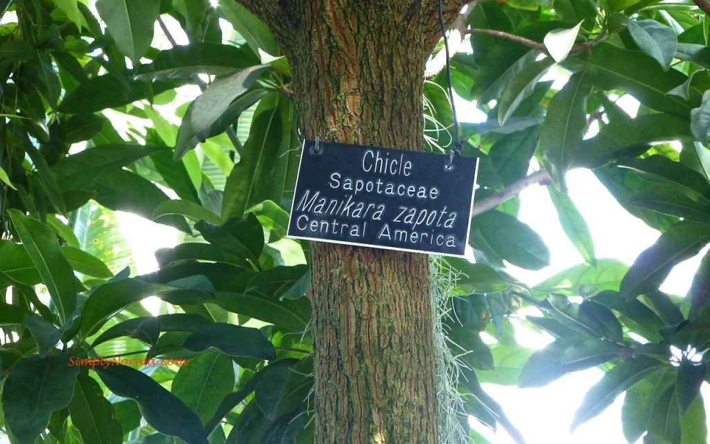 Chicle Tree