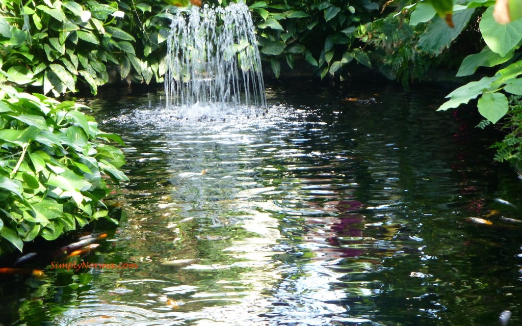 Koi Pond