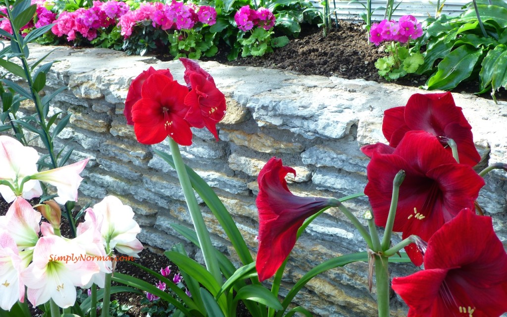 Red Amaryllis - Minnesota