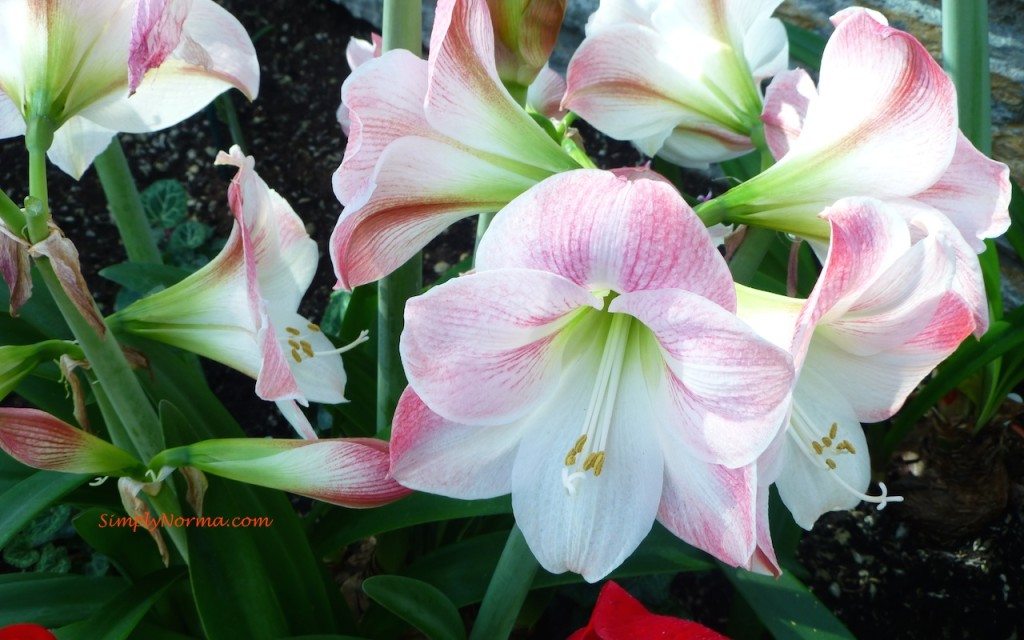 Pink & White Amaryllis - Minnesota