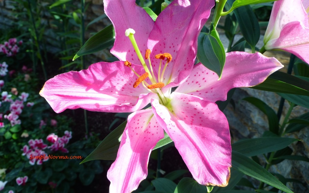 Pink Amaryllis - Minnesota