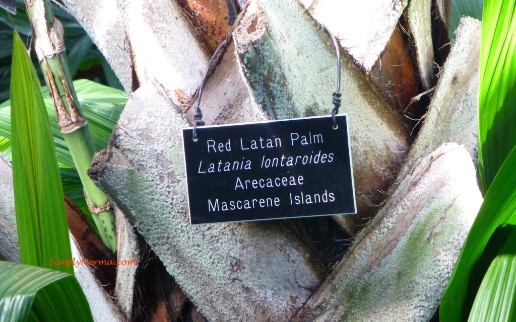 Red Latan Palm