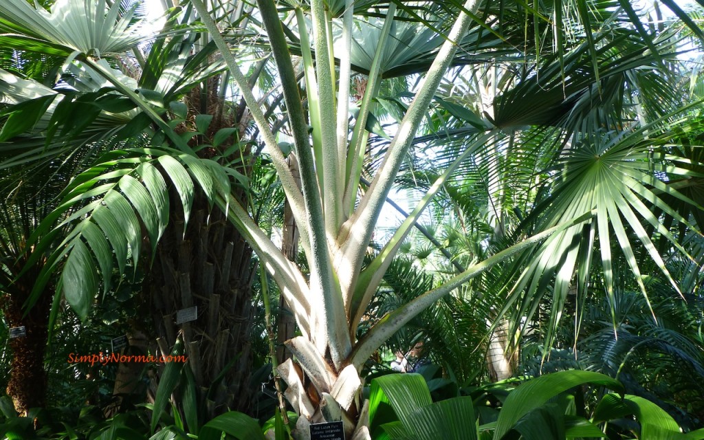 Red Latan Palm