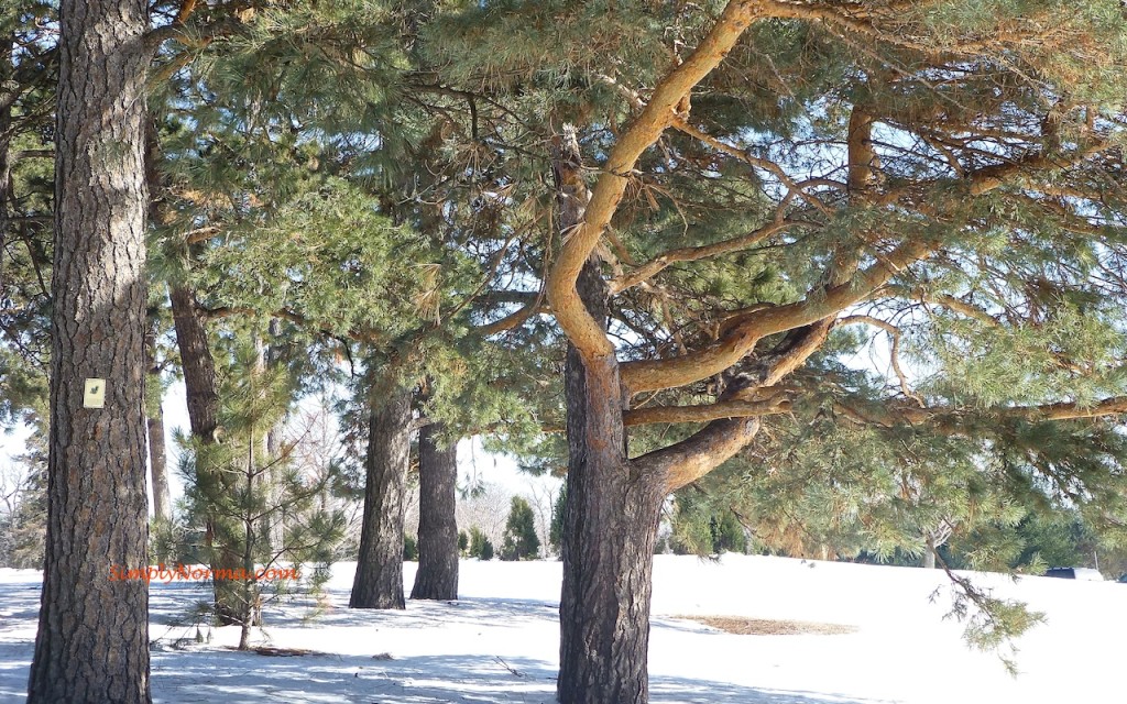 Evergreen - Minnesota