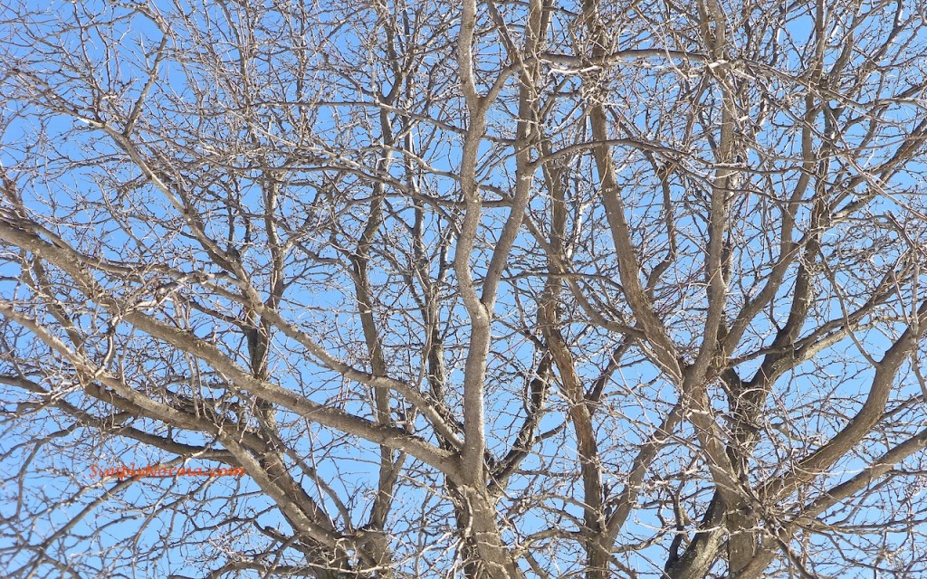 Tree - Minnesota Winter
