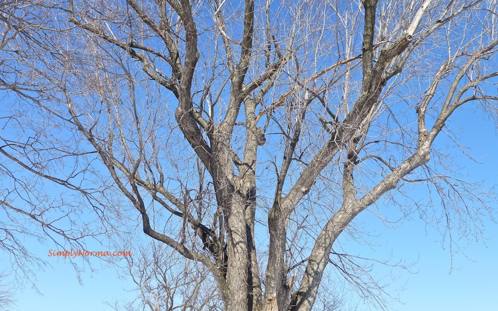 Tree - Minnesota Winter