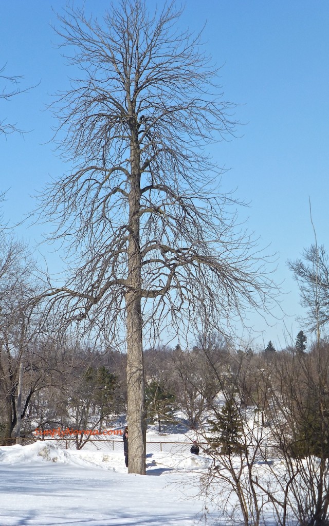 Tree - Minnesota Winter