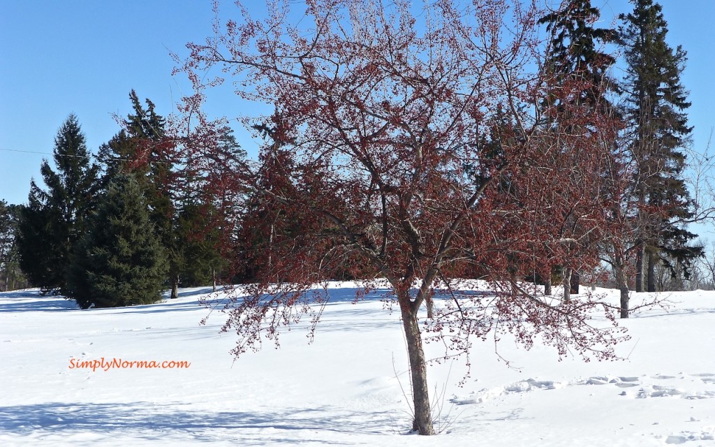 Tree - Minnesota