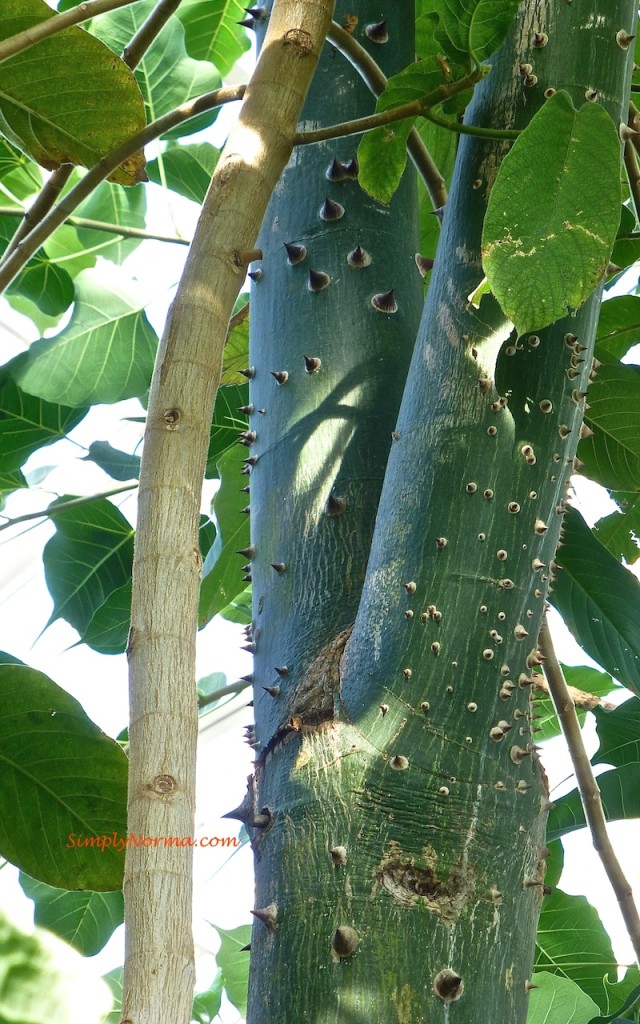 Silk Floss Tree