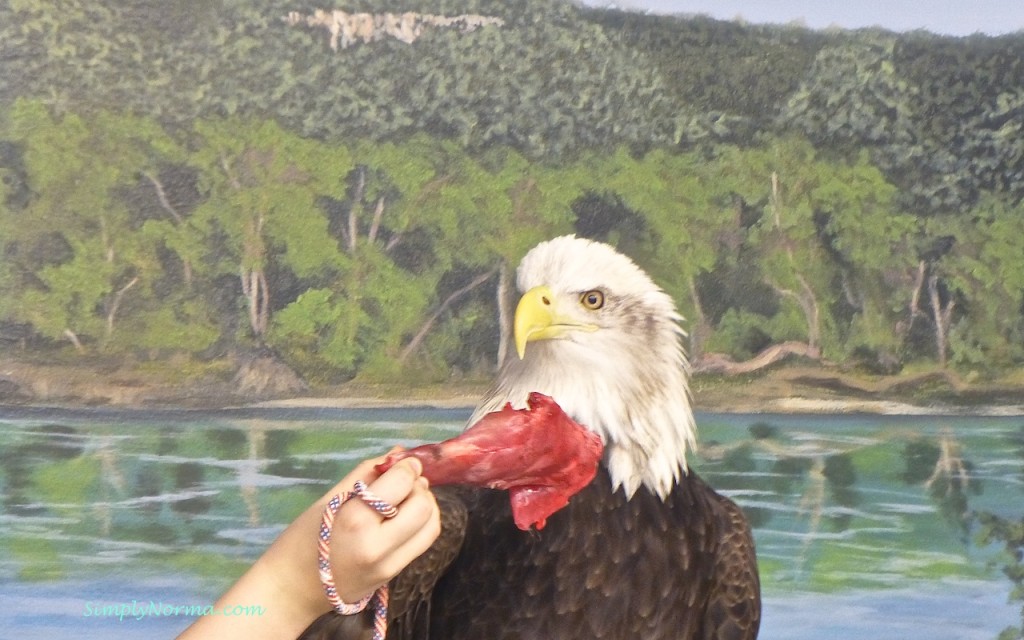 Eagle rejecting rabbit meat