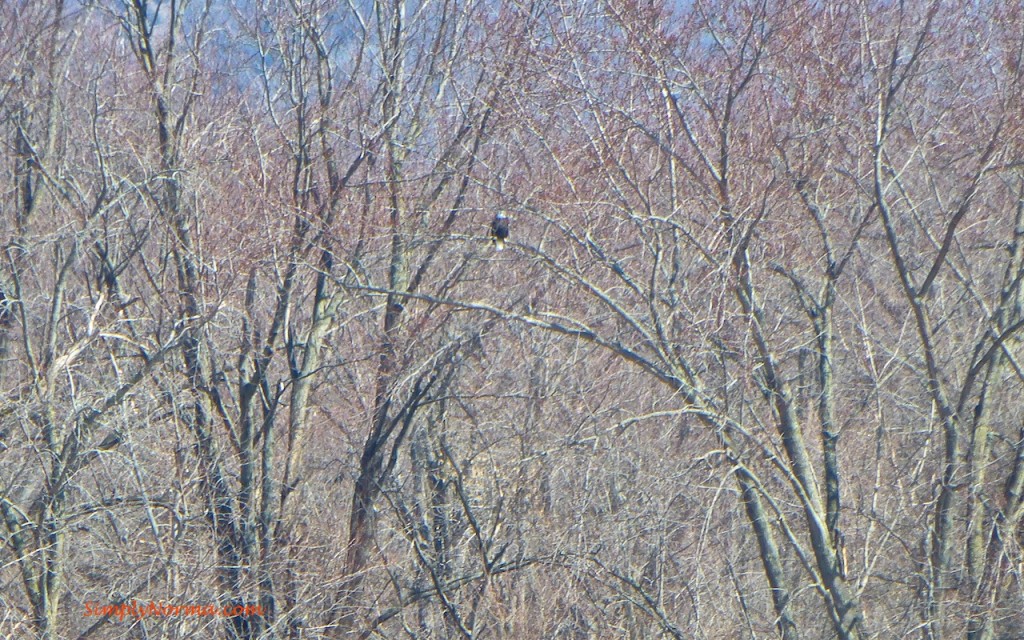 View of Eagle across the river