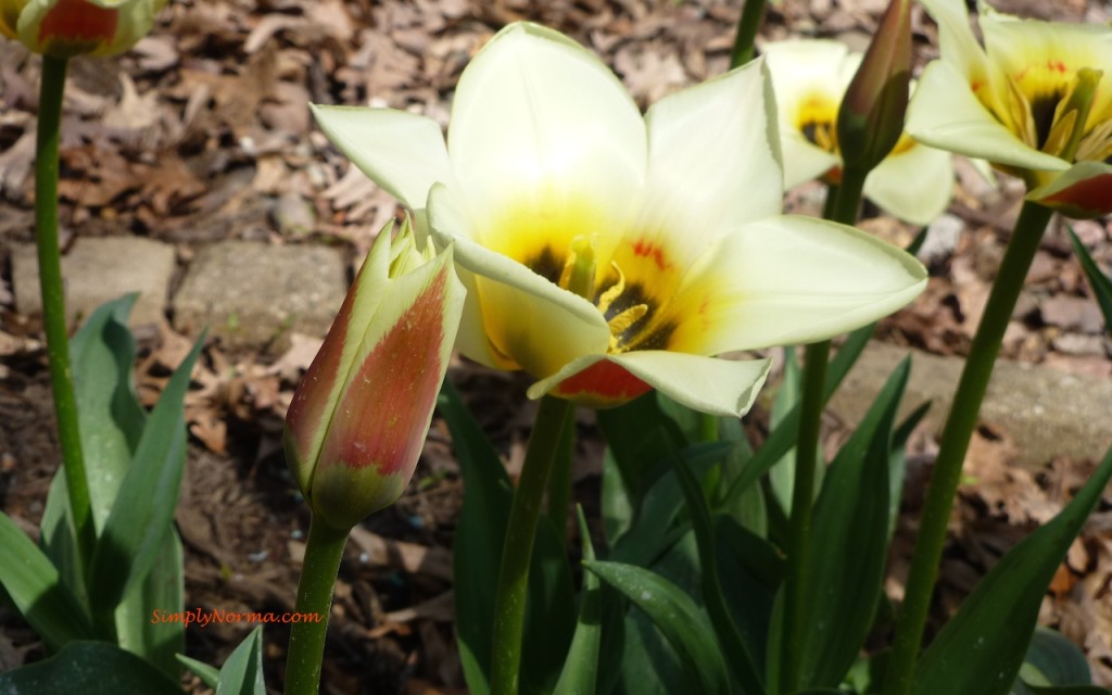 Tulips