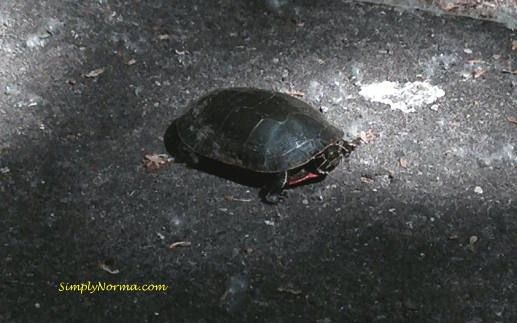 Small Minnesota Turtle