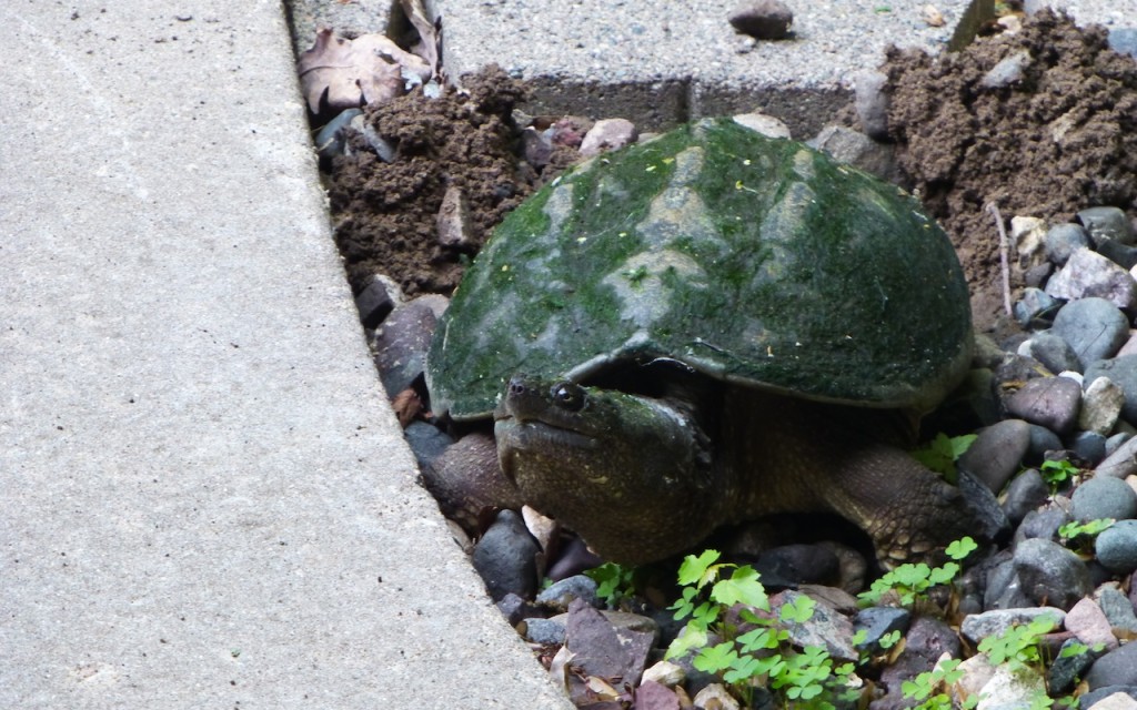 Minnesota Turtle