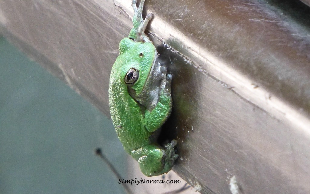 Gray Tree Frog