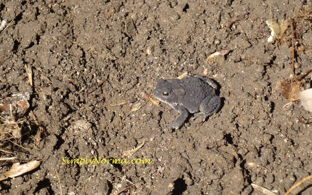 Minnesota Toad