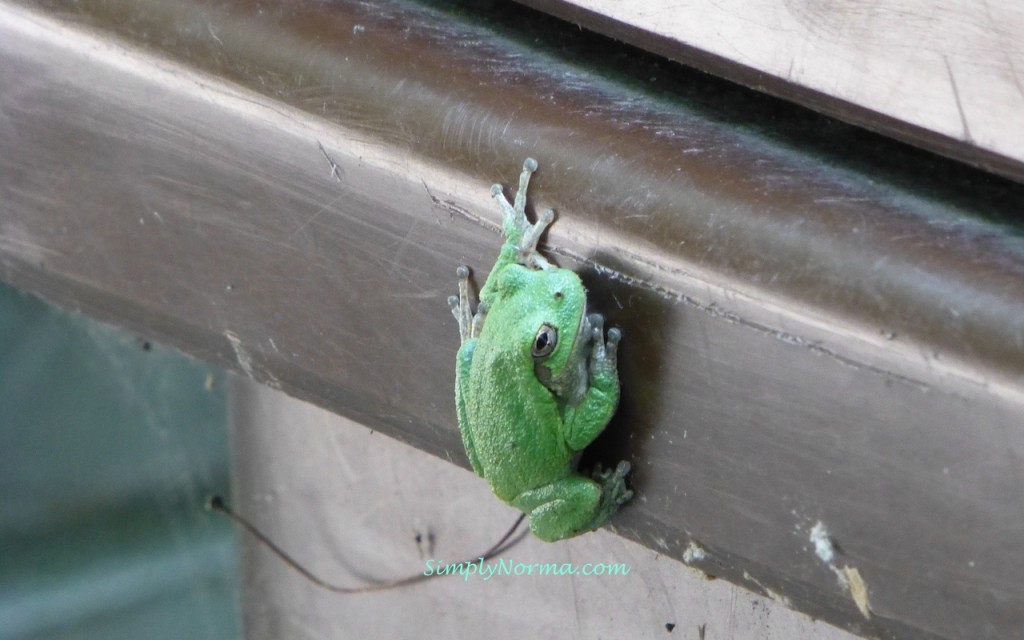 Gray Tree Frog