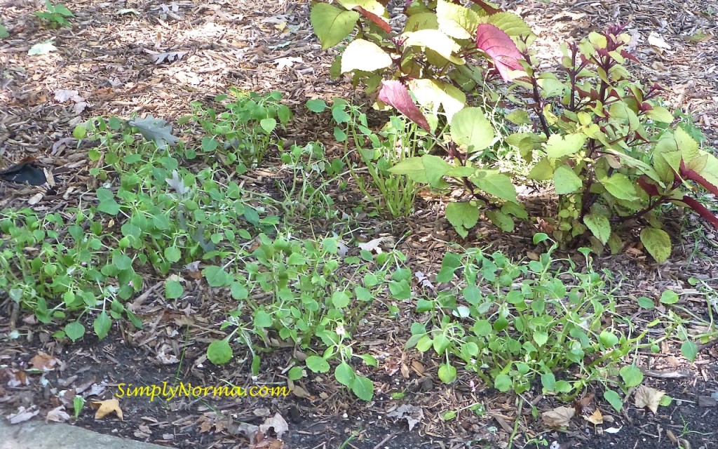 Autumn Impatiens