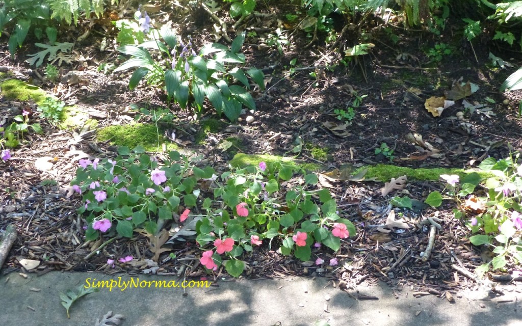 Autumn Impatiens