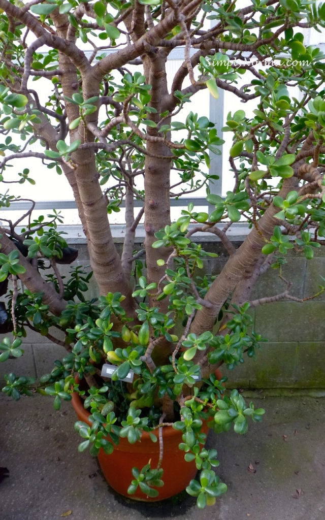 Jade Plant