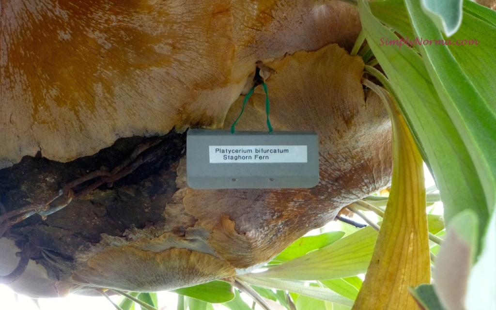 Bottom, Staghorn Fern