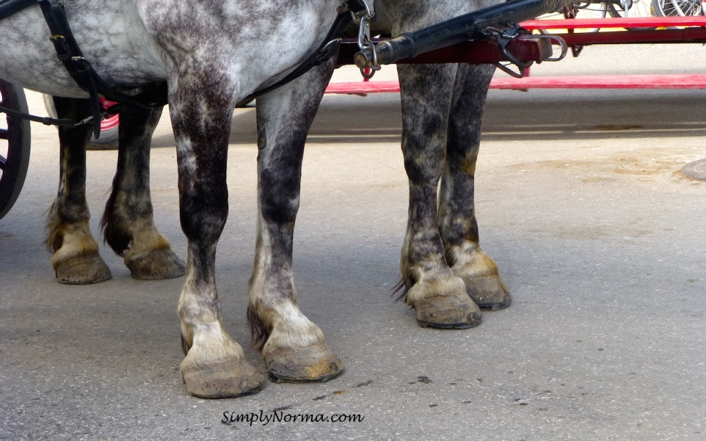 Horses, Mackinac Island, Michigan