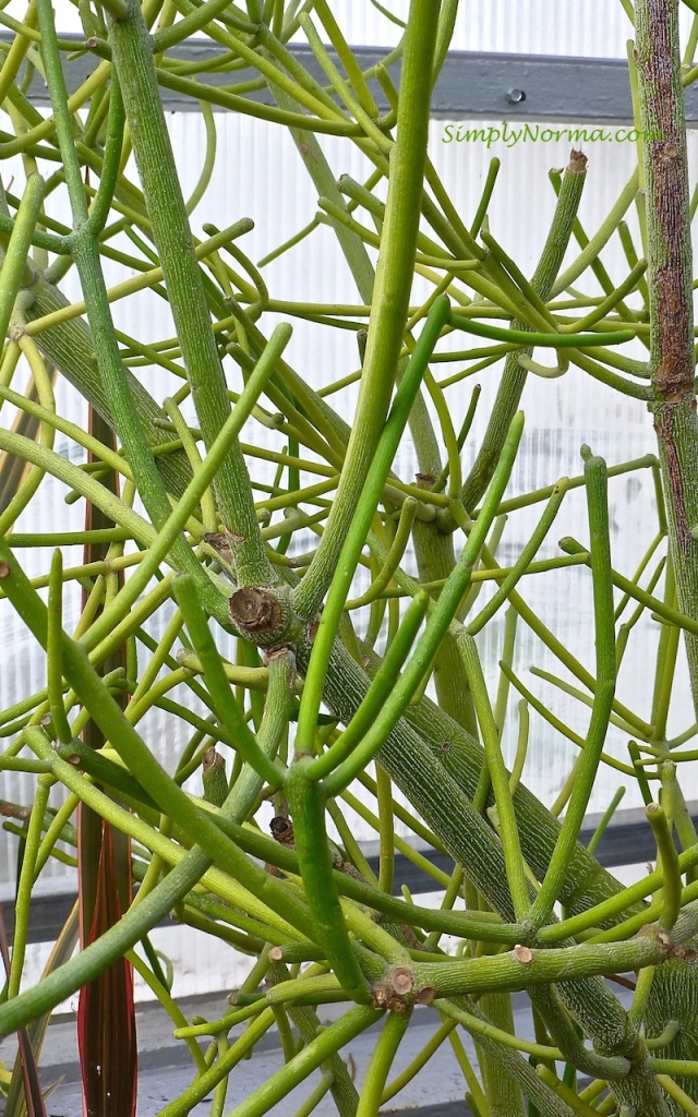 Pencil Euphorbia