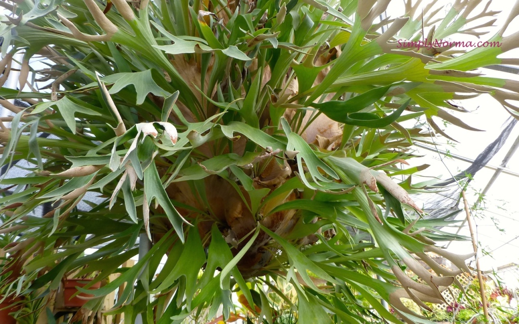 Staghorn Fern