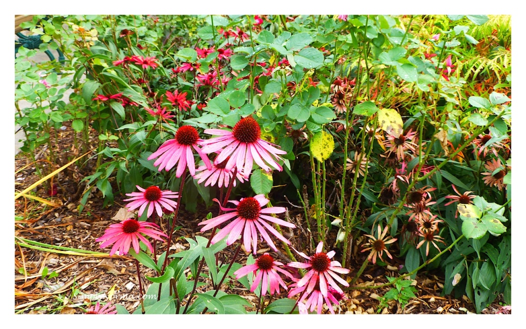 Como Conservatory, St Paul, Minnesota