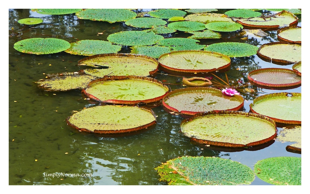 Como Conservatory, St Paul, Minnesota